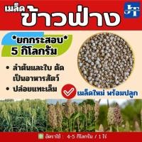 ราคา ข้าวฟ่าง 5 กิโลกรัม #พร้อมปลูก#Millet (26860708876)