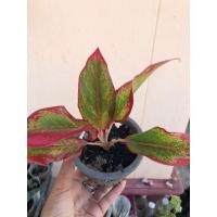 ราคา ต้นไม้มงคล แสงเงินแสงทอง พร้อมส่ง (41062166355)
