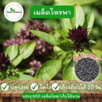 ราคา เมล็ดพันธุ์ โหรพา สมุนไพร ต้านโควิด แบ่งขาย 600 เมล็ด (ซื้อ 5 แถม 1 คละได้ทั้งร้าน) (43027901425)