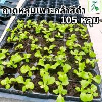 ราคา ถาดหลุมเพาะกล้าสีดำ 105 หลุม แพ็ค 2 ถาด (14509516891)