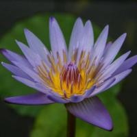 ราคา 20 เมล็ด ดอกบัว บัวแคระ บัวจิ๋ว Nymphaea Waterlily Lotus Seeds สายพันธุ์ Margaret Mary (24854438323)