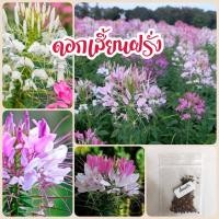 ราคา เมล็ดดอกเสี้ยนฝรั่ง 150 เมล็ดคละสี (10207227488)