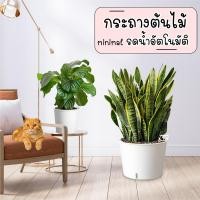 ราคา กระถางต้นไม้ มินิมอล พลาสติก กระถาง ต้นไม้ แบบเก็บน้ำได้ รดน้ำอัตโนมัติ สีขาว มอนสเตอร่า ต้นไม้ กระถางพลาสติก (3184433675)