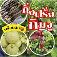 ราคา กิ่งฝรั่งกิมจู รากเต็มเกรดAพันธุ์แท้100% *มี1กิ่ง* สั่งขั้นต่ำ 3 กิ่ง (28818112846)