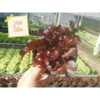 ราคา ต้นพันธุ์ ผักสลัดเรดโอ๊ค Red Oak Lettuce พร้อมปลูกถุงดำ 29 บาท (27030490528)