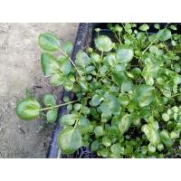 ราคา วอเตอร์เครสแท้ เมล็ดพันธุ์บรรจุ 800 เมล็ด (5865752576)