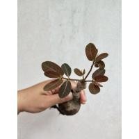 ราคา มะยมเงินมะยมทองทรงกลมใบสีแดงสวย (15782807297)