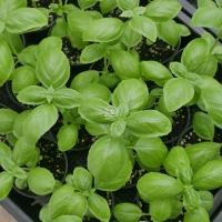 ราคา Italian basil ต้นเบซิล โหระพาอิตาลี กระถาง3นิ้ว (41806419905)