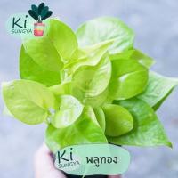 ราคา ต้นพลูทอง ต้นไม้มงคล ต้นไม้จิ๋ว (17401292159)