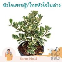 ราคา (ส่งไว) ต้นหัวใจเศรษฐี สาริกาด่าง/ไทรใบหัวใจด่าง ชอบแดดจัด ไม้มงคลนิยมประดับเป็นแนวข้างบ้าน (29708081911)