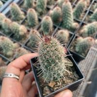 ราคา ต้น แมมหนามตะขอแดง กระถาง 2 นิ้ว กระบองเพชร ตะบองเพชร เเคคตัส จิ๋ว (25961790383)