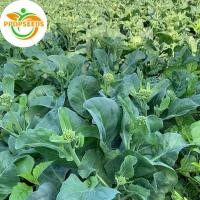 ราคา top kale seeds about 200 Chinese kale seeds kale seeds vegetable seeds planting vegetables garden kitchen-PPOP SEEDS (50153830898)