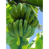ราคา หน่อกล้วย หอมทอง กล้วยหอมทอง หน่อละ 29 บาท ตัดใบส่งพร้อมปลูก (52752155875)