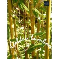 ราคา Golden bamboo Chinese ต้นไผ่สีทอง ไม้มงคล ไผ่ทอง ไผ่แต่งสวนสไตล์ญี่ปุ่น สวนสไตล์ญี่ปุ่น สวนสไตล์มินมอล ต้นไม้มินิมอล (27753383202)