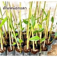 ราคา ต้นหน่อกะลา ต้นกะลา หน่อกะลา เร่วน้อย ข่าน้ำ (20864416642)