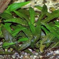 ราคา cryptocoryne affinis red พร้อมปลูกต้นไม้น้ำ ต้นไม้น้ำตกแต่งตู้ปลา ***กรุณาอ่านรายละเอียดก่อนสั่งซื้อ*** (17299062264)