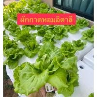 ราคา ผักกาดหอมอิตาลี 1 กิโลกรัม (51453171564)