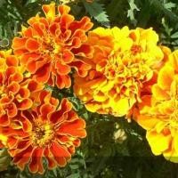 ราคา ต้นดอกดาวเรืองฝรั่ง ขนาดบรรจุ 2 ต้น/แพ็ค (7242787458)