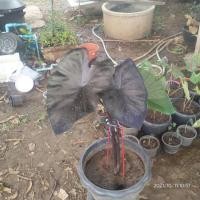 ราคา colocasia black coral ไซร์ตั้งแม่ (13829835112)