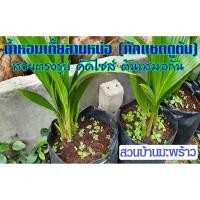 ราคา มะพร้าว 3 หน่อ มะพร้าวสามหน่อ สามยอด คัดเกรดในถุงดำพร้อมปลูก พันธุ์มะพร้าวน้ำหอมต้นเตี้ย มะพร้าว 3 ยอด ต้นไม้มงคลหายาก (10736240846)