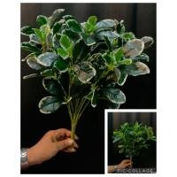 ราคา ไทรแคระ/ไม้ใบบูทช่อด่าง (57501414724)