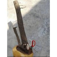 ราคา ต้นตะโกด่าง บอนไซโครงสร้าง (53755622551)