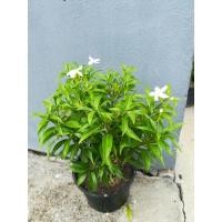 ราคา ต้นดอกพุดศุภโชค กระถาง 6" ส่งท้ังกระถาง (9582171108)