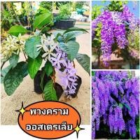 ราคา พวงครามออสเตรเลีย สีม่วงพันธุ์ช่อดอกใหญ่ ต้นพันธุ์ชำกิ่งพร้อมออกดอก ดอกดก ออกตลอดปี ต้นเเข็งเเรงพร้อมปลูก (25702932845)