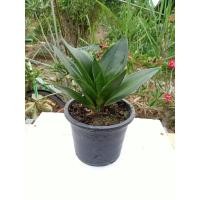 ราคา ไม้ฟอกอากาศ ต้นลิ้นมังกรดำ(มังกรหยก) (8783626837)