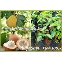 ราคา ต้นพันธุ์กระท้อนปุยฝ้ายติดตา สูง50ซม. สั่งขั้นต่ำ2ต้น (7295817487)