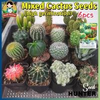 ราคา เมล็ดพันธุ์ กระบองเพชร คละสี บรรจุ 100 เมล็ด กระบองเพชรถูกๆ Mixed Cactus Plant Seeds กระบองเพชรจิ๋ว เมล็ดดอกไม้ ถังทอง (52204168612)