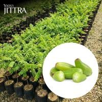 ราคา จิตตรา ต้นพันธุ์ตะลิงปลิง มะปิง ตอนกิ่งสูง 60-80 ซม. โตไวให้ผลเร็ว พร้อมส่ง เคลมฟรี (24886053733)