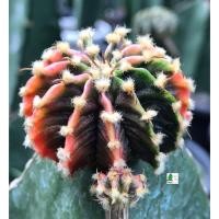 ราคา LB2178 แอลบี 2178 แท้ด่าง Gymnocalycium friedrichii LB 2178 Agua dulce LB2178 (30) (10145918279)