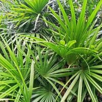 ราคา ต้นจั๋ง จั๋งไทย ขายเป็นหน่อ ติดใบ 2-3 ใบ มีรากทุกหน่อ (21995823748)