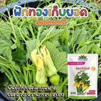 ราคา เมล็ดฟักทองเก็บยอด ยอดสวรรค์ ตราตะวันต้นกล้า ขนาด45กรัม เมล็ดพันธุ์ฟักทองเก็บยอด เมล็ดพันธุ์ผัก (49753196479)
