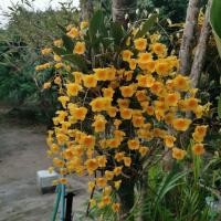 ราคา กล้วยไม้ เอื้องผึ้งกระถางพร้อมลวดแขวน (5176570595)