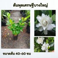 ราคา ต้นพุดเศรษฐีบางใหญ่ พุดเศรษฐีบางใหญ่ พุดซ้อน (42272296180)