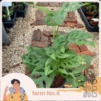 ราคา ต้นพลูฉลุ Monstera adansonii พลูฉลุ (14285949980)