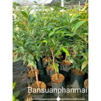 ราคา ต้นชมพู่น้ำดอกไม้สีขาว ต้นขนาด90-100ซม. (11284943069)