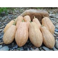 ราคา เมล็ดพันธุ์ฟักทองหอมใบเตยหอมหวานชุด25เมล็ดราคา120บาท (24891544954)