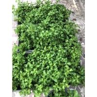 ราคา ต้นวอเตอร์เครส ผักเป็ด สลัดน้ำ ในถุงดำ (4392933477)