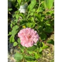 ราคา JacquesCartier กุหลาบสายพันธุ์ (21839165940)