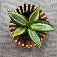 ราคา ต้นลิ้นมังกรแคระ ฟอกอากาศ ตกแต่งโต๊ะทำงาน (4101205581)