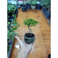 ราคา ต้นเพรมน่าไต้หวัน บอนไซ ไม้จิ๋ว (16768529902)