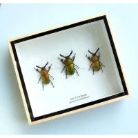 ราคา ด้วงคีมฟันเลื่อย Lamprima adolphinae เซ็ท 3 ตัว แมลงจากหมู่เกาะนิวกินี - แมลงสต๊าฟในกล่องไม้ (4957170399)