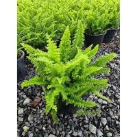 ราคา ต้น เฟิร์นขนนกเป็นพันธุ์ที่กลายมาจากเฟิร์นบอสตัน (9669854499)