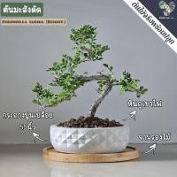 ราคา บอนไซ ต้นมะสังดัด พร้อมกระถางปูน5"นิ้ว+หินภูเขาไฟ+จานรองไม้ ครบชุดพร้อมปลูก (44352034295)