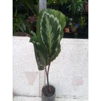 ราคา คล้าหางนกยูงเขียว ไม้มงคล (20747207163)