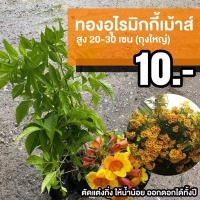 ราคา ต้นทองอุไรมิกกี้เม้าส์ (จำนวน 5 ต้น) สูง 50-60 เซนติเมตร ถุง 5 นิ้ว Tecoma stans #ทองอุไรมิกกี้เม้าส์ (20939129658)