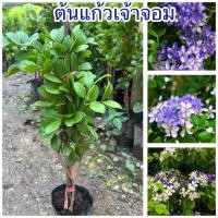 ราคา ต้นแก้วเจ้าจอม ไม้ประดับ ต้นสวยพร้อมส่ง (43461289447)